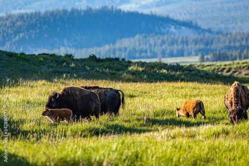 Bison at Yellowstone