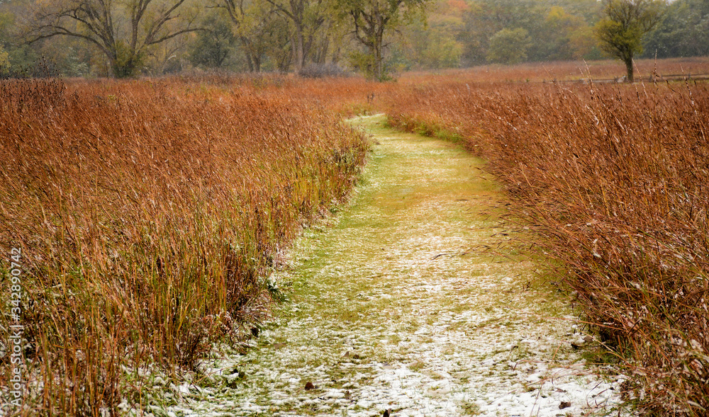 Naklejka premium Walk in the Prairie