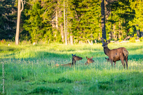 Mule Deer at Yellowstone