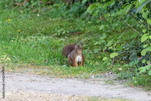 Rot-braunes Eurasisches Eichhörnchen ist auf Futtersuche in einem Park und auf der Jagd nach Haselnüssen und leckeren Eicheln für die Anlage von Winterspeck oder anstrengende Nagetiere-Paarungszeit