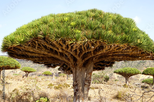 Dragon's Blood Trees in Socotra island, Yemen.