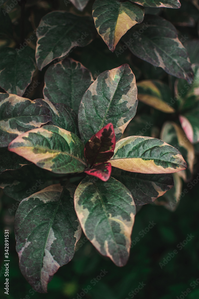 Abstract background of creative tropical leaves. Layout of green leaves from hot countries. The concept of nature, purity and oxygen.