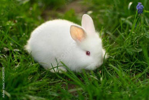 Beautiful white baby rabbit in green grass.