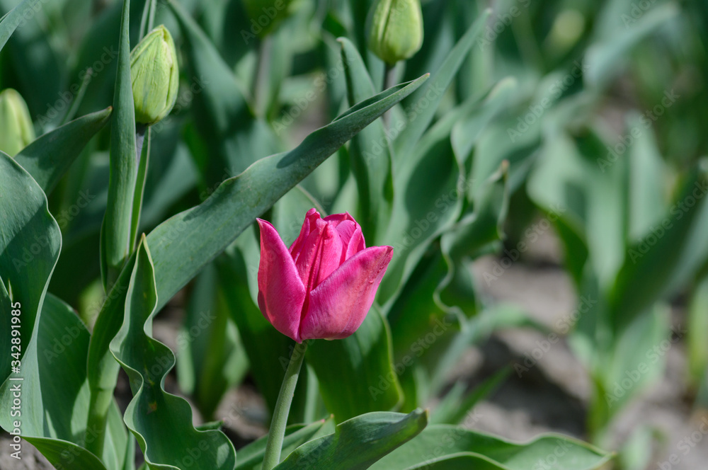 Plantation of blooming tulips