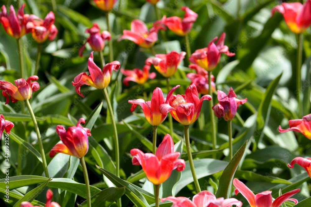Plantation of blooming red tulips Plantation of blooming red tulips