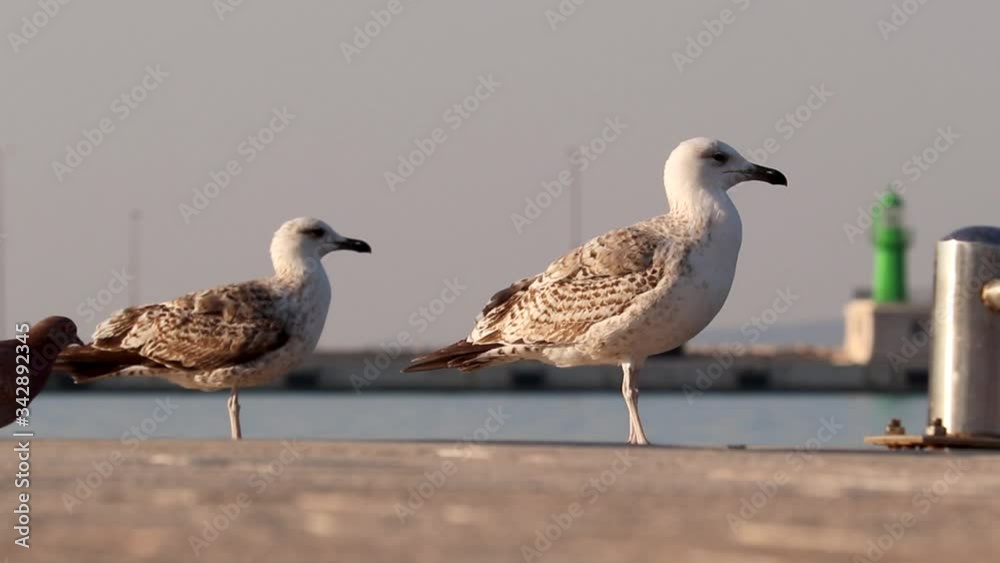 Two seagulls standing on the shore of a harbour pier, small pidgeon walking between them like a friend Two seagulls standing on the shore of a harbour pier, small pidgeon walking between them like a friend