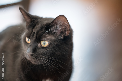 Beautiful black female cat looking off to the side of the camera from the front