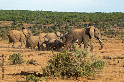 Small herd of elephants running to water