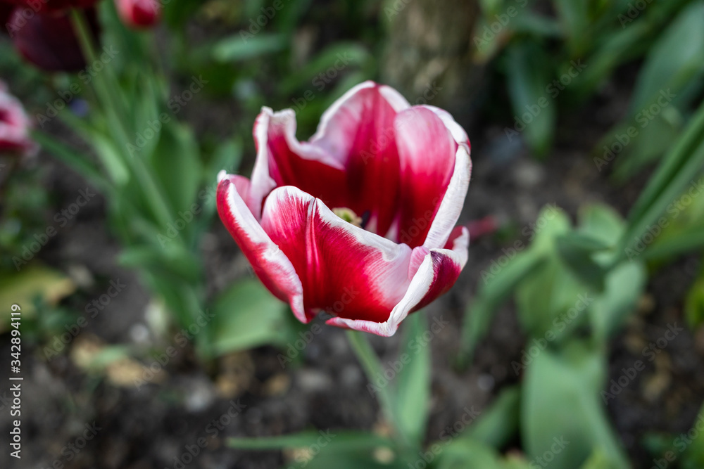 Gouda, South Holland/the Netherlands - April 25 2020: Tulip with red and white colored leaves shot with a shallow depth of field Gouda, South Holland/the Netherlands - April 25 2020: Tulip with red and white colored leaves shot with a shallow depth of field