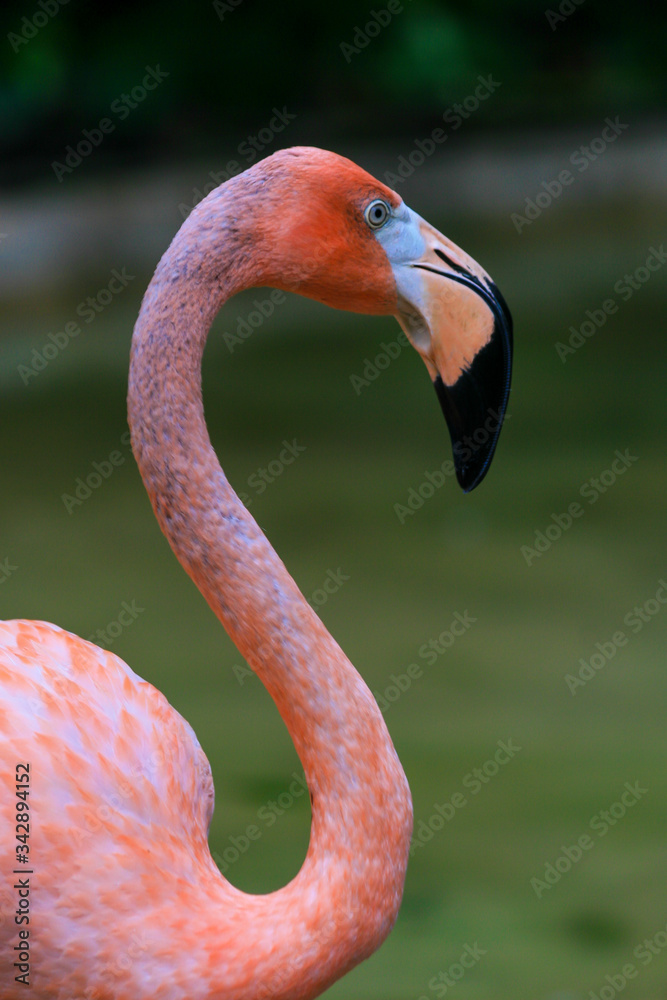 Obraz premium Head portrait of a colourful Flamingo