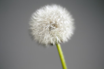 Tableau sur aluminium  Intact Dandelion Seed head close up on grey background  color studio photo.  © Imagenist