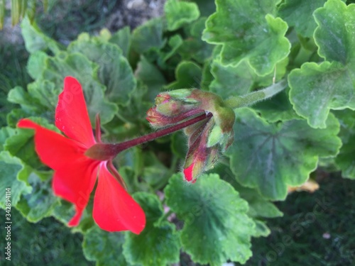 Red Flower Offsprings 