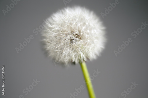 Intact Dandelion Seed head close up on grey background  color studio photo.