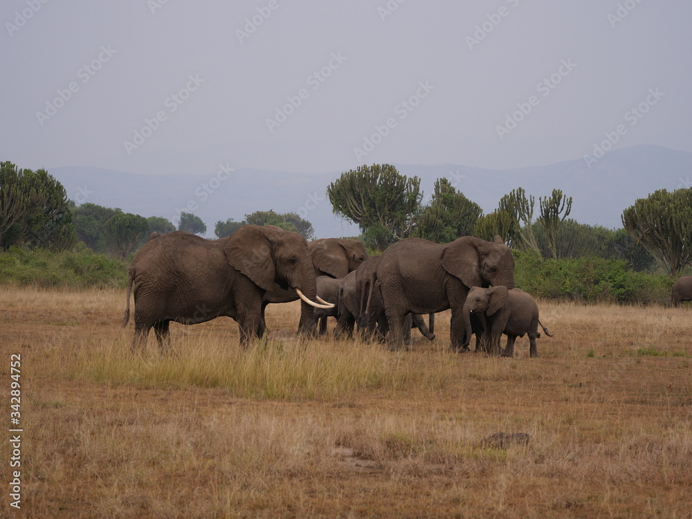 Elefant Safari Afrika Natur Wild