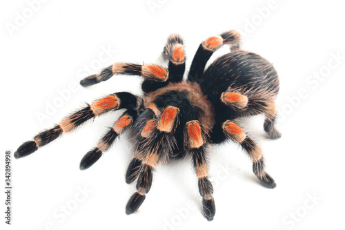 Mexican Red-Knee Tarantula (Brachypelma hamorii) isolated on white background
