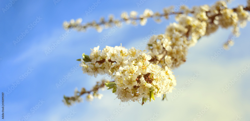 Beautiful blooming Japanese cherry - Sakura. Background with flowers on a spring day. Beautiful blooming Japanese cherry - Sakura. Background with flowers on a spring day.