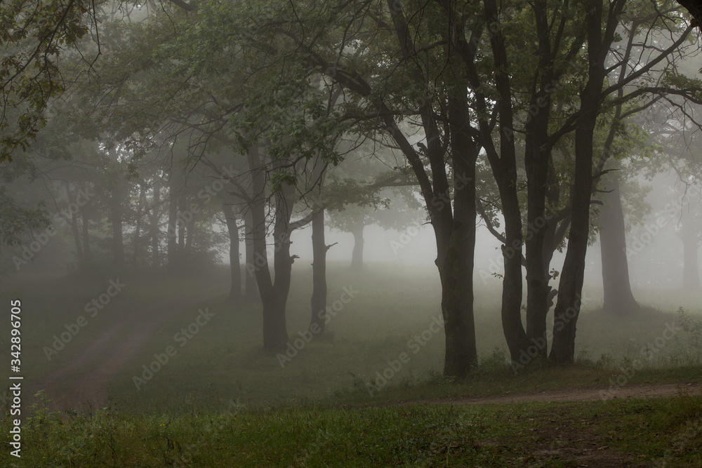 misty morning in the forest misty morning in the forest