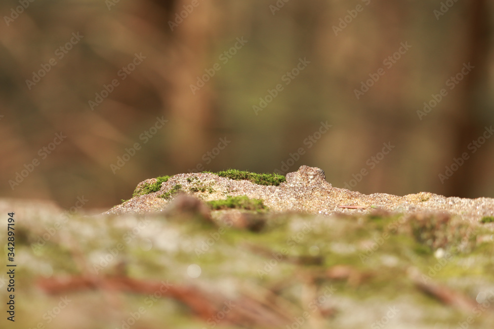 Mossy Rocks Mossy Rocks