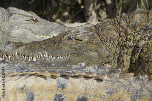 Crocodile between crocodiles sunbathing in a natural park - Crocodylus niloticus photo