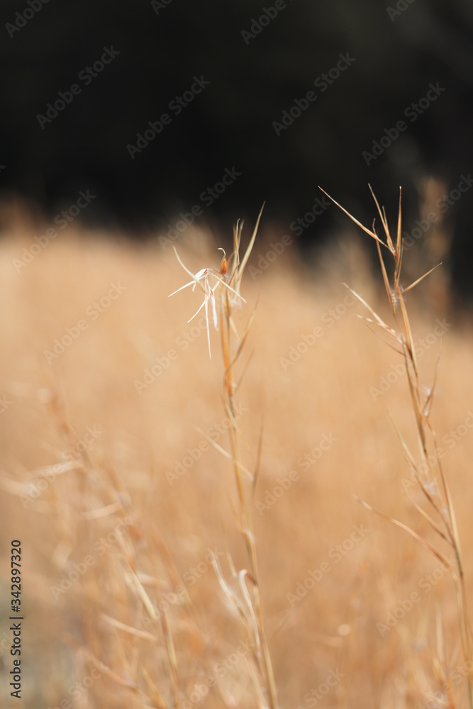 Fototapeta premium dry grass in the wind