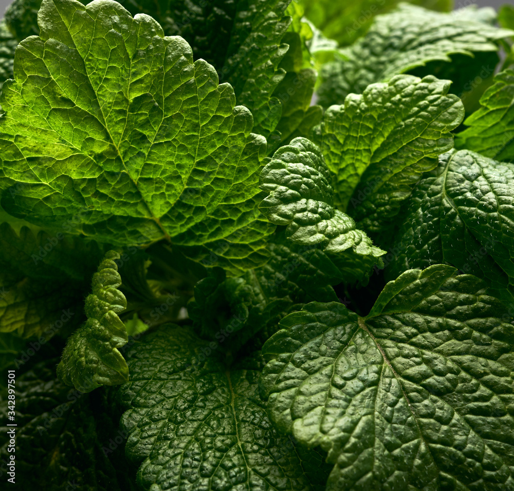 bunch of green fresh mint, fragrant seasoning for food and cocktails bunch of green fresh mint, fragrant seasoning for food and cocktails