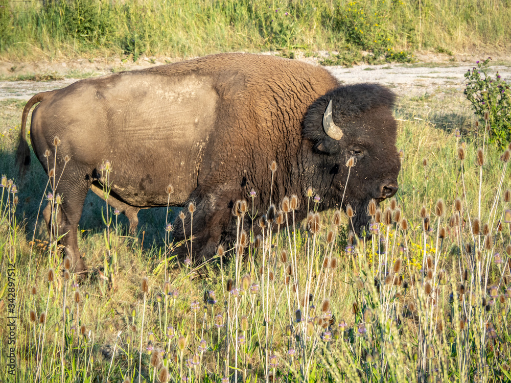 American Bison in grasslands at sunset. American Bison in grasslands at sunset.