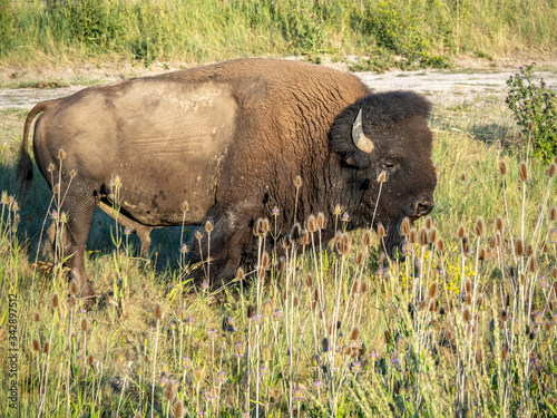 American Bison in grasslands at sunset.