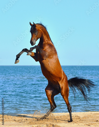 Canvas Print Purebred bay arabian stallion rearing on the beach against bright blue sky