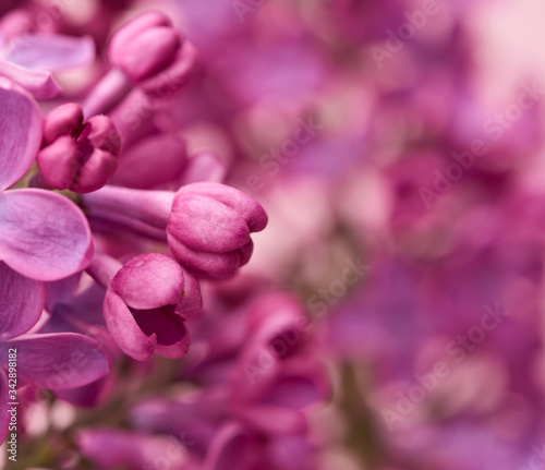 blooming purple lilacs  unblown buds