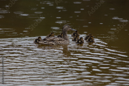 Adult wild duck with little ducklings swim together in the lake during the rain