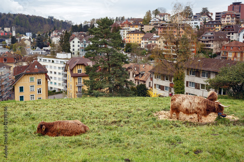 Highland cows grazing on the background of city buildings. Town of Luzern, Switzerland, Europe. photo