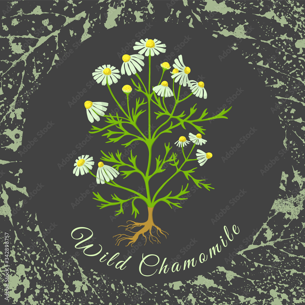 Obraz premium Colored Wild Chamomile on the Textured Substrate