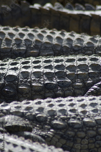 Body of crocodiles sunbathing in a natural park - Crocodylus niloticus photo