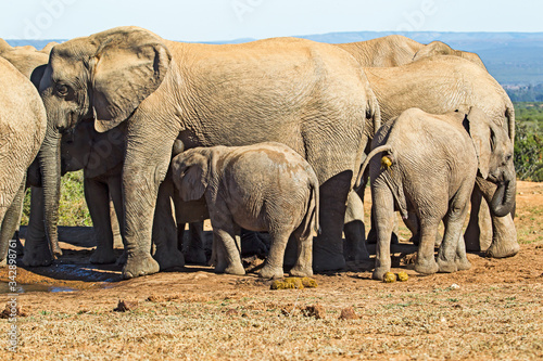 Baby elephant suckling from mother