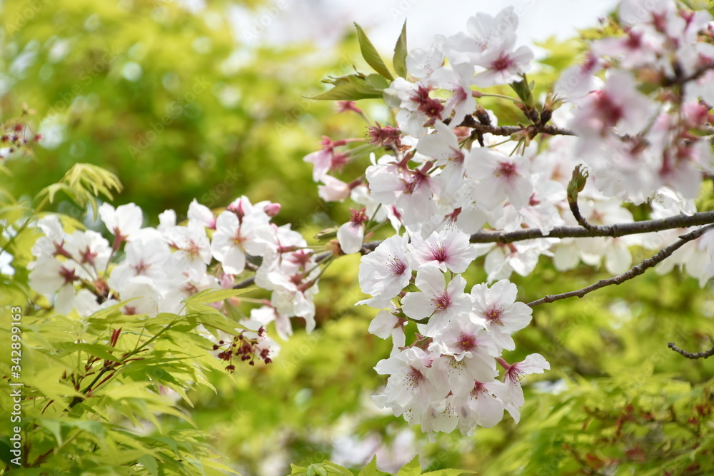 Obraz premium 桜と新緑 鹿児島県出水市