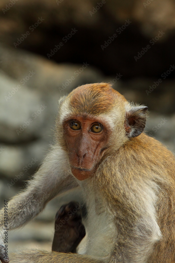 Monkey face. Wildlife in the forest of Thailand. Funny primate. Monkey face. Wildlife in the forest of Thailand. Funny primate.