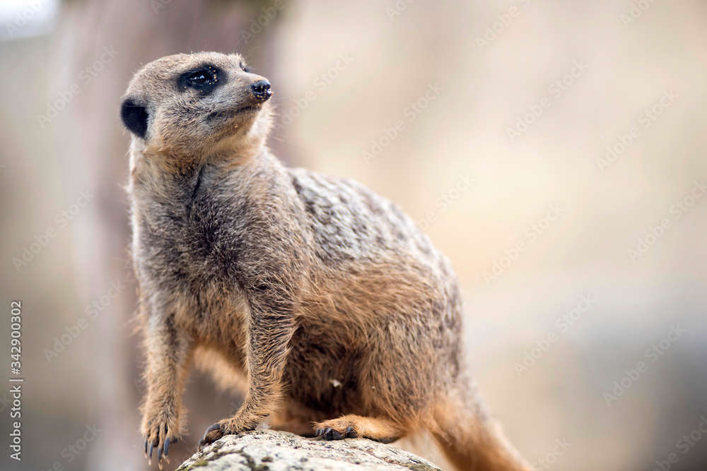 Fototapeta premium suricate