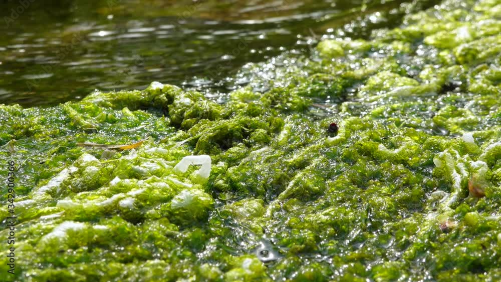 Enteromorpha, green algae in fast flowing water from a salt spring on the banks of the Tiligulsky estuary, Ukraine Enteromorpha, green algae in fast flowing water from a salt spring on the banks of the Tiligulsky estuary, Ukraine