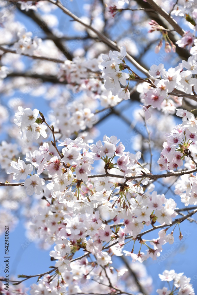 Fototapeta premium 桜と新緑 鹿児島県出水市