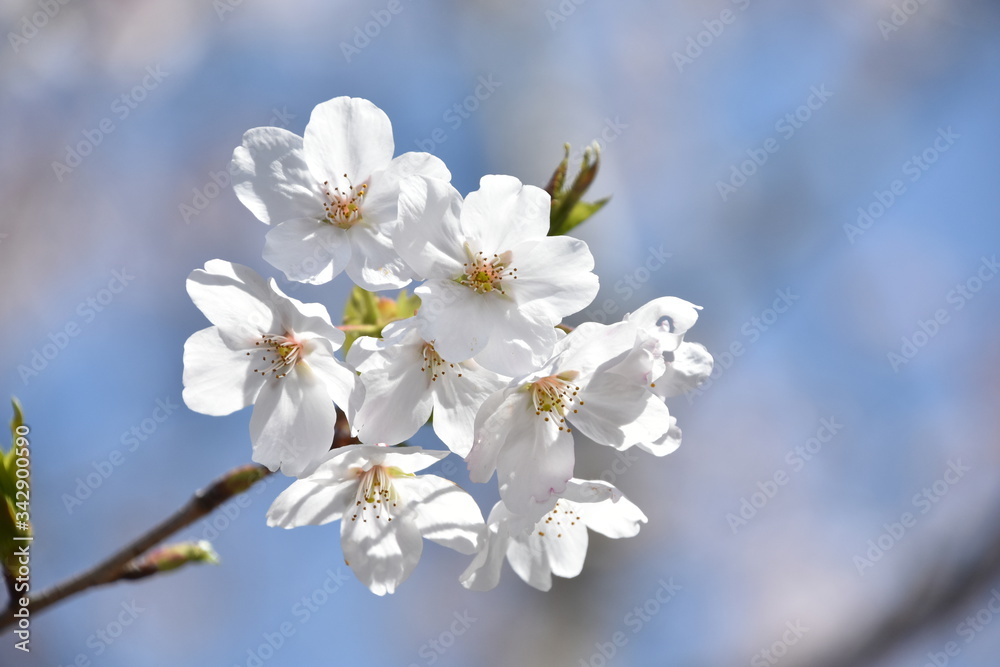 桜と新緑　鹿児島県出水市