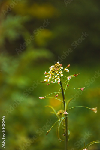 yellow flower in the grass © vardan