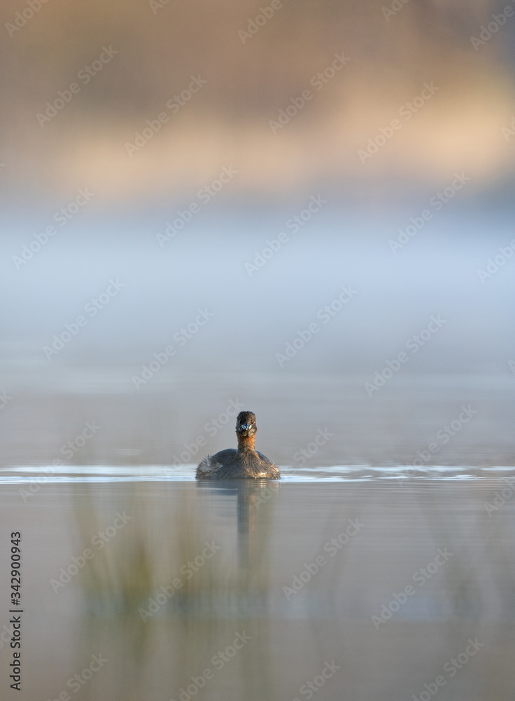 Little grebe (Tachybaptus ruficollis), swim on the pond. Small grebe stay on the surface. Bohemian nature Little grebe (Tachybaptus ruficollis), swim on the pond. Small grebe stay on the surface. Bohemian nature