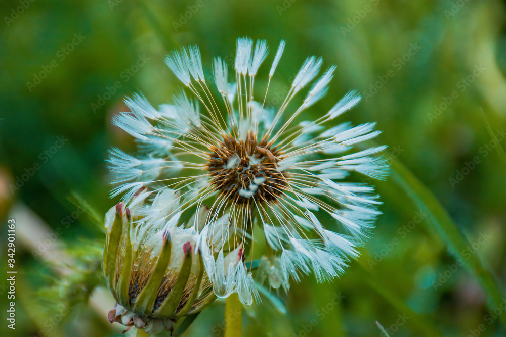 flower of a dandelion