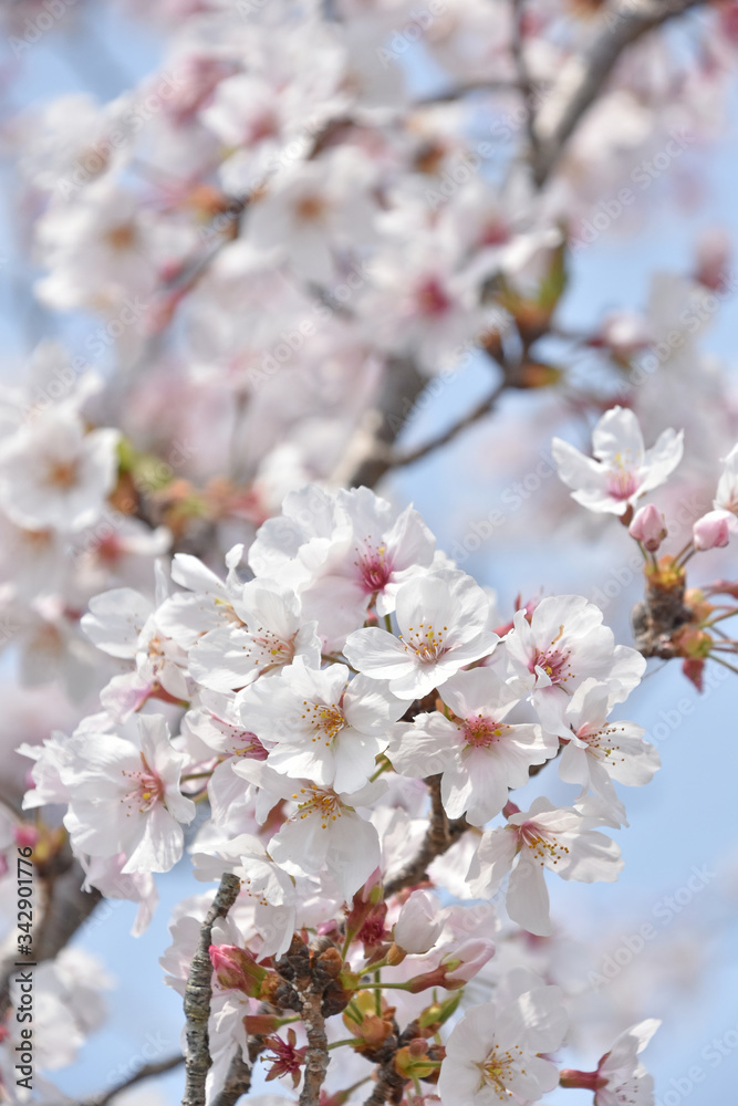 桜と新緑　鹿児島県出水市