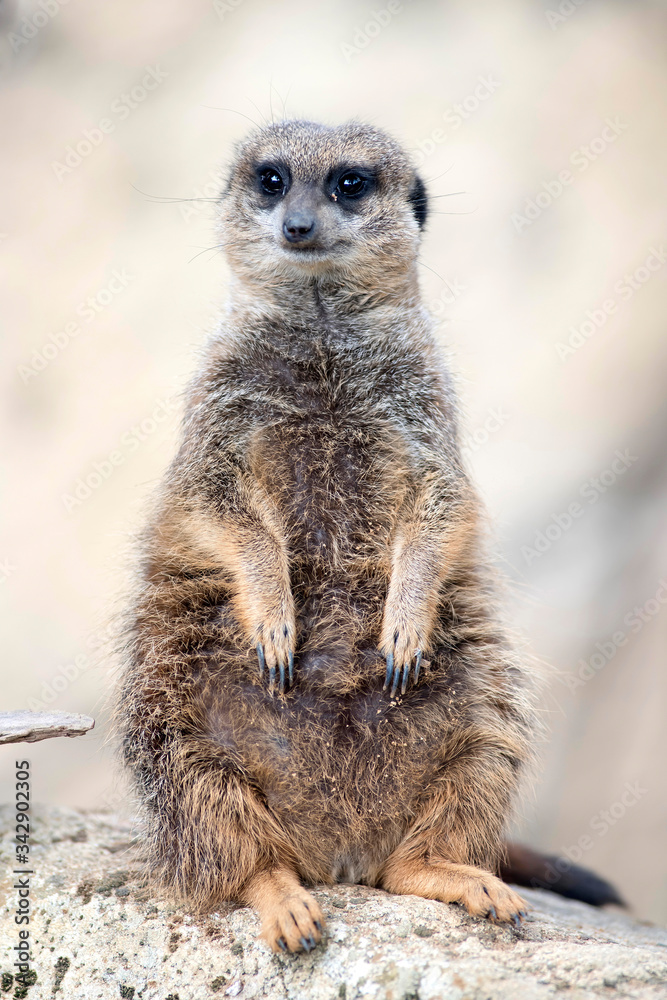 Fototapeta premium suricate