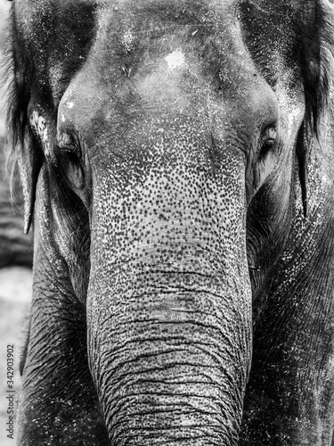 Photography Indian Elephant - close-up portrait in black and white