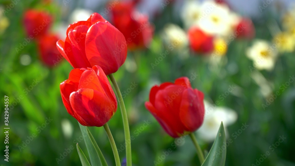 Tulips spring flowers in the garden background Tulips spring flowers in the garden background