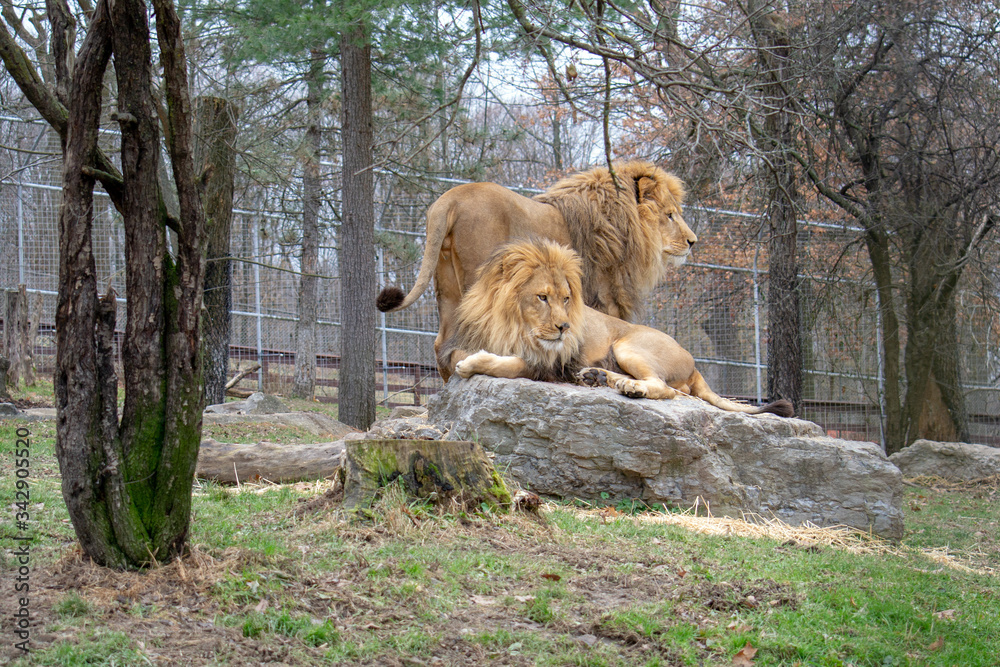 Naklejka premium Lion Brothers 