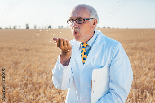 Scientist in grain field testing the ears for quality photo