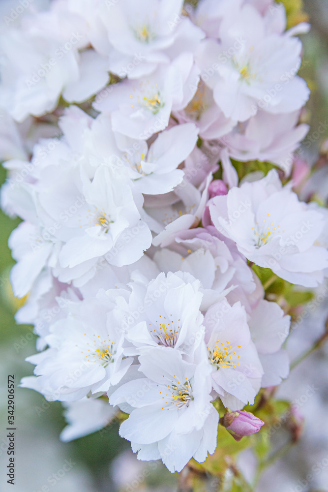 Fototapeta premium Pink sakura flower, Cherry blossom tree in park.